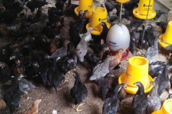 Musim pancaroba, peternak ayam kampung di Jambi keluhkan penyakit unggas