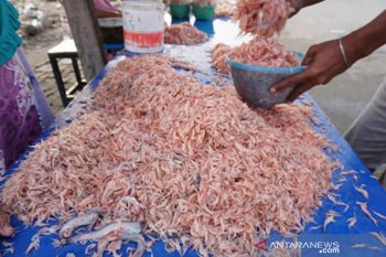 Tangkapan udang lamale