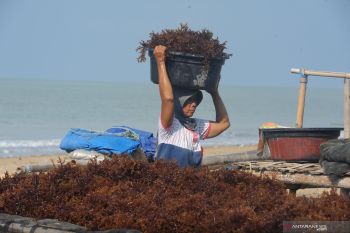 Panen Rumput Laut