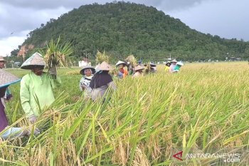 Global rice market sensitivity be accorded to right domestic policy