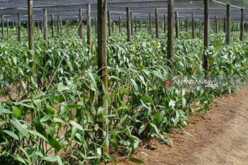 Pemkab Poso datangkan pengusaha Prancis bina petani vanili