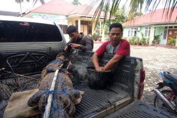 BKSDA lepas liarkan buaya muara yang ditangkap warga