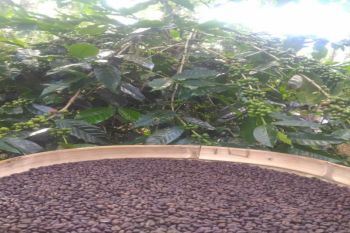 Kulon Progo membangkitkan Koperasi Habsari yang menaungi petani kopi