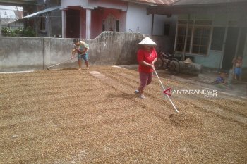 Harga biji kopi di Bengkulu turun