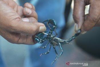 Penyelundupan kalajengking dan berang-berang ke Rusia