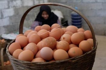 Harga telur turun