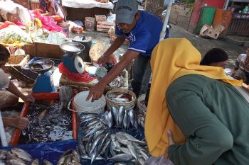 Stabil harga ikan stabil di Bandarlampung