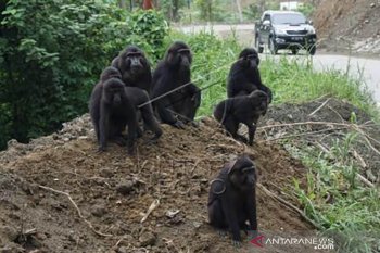 Kera hitam di jalur mudik Kebun Kopi