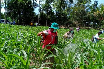Hama ulat grayak ditemukan di Pasaman Barat, berikut langkah Kementan