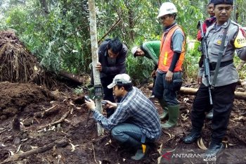 BBKSDA: Harimau penerkam buruh tani sebanyak tiga ekor