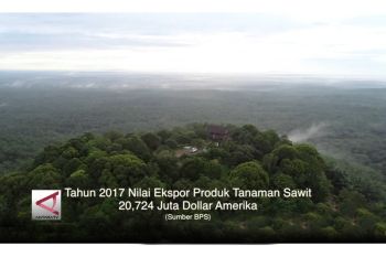 Melawan Diskriminasi Sawit