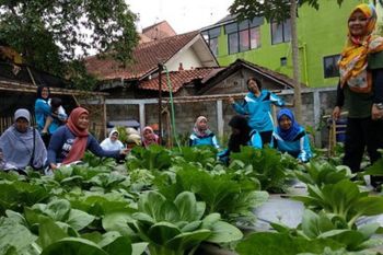 Pertanian perkotaan terpadu perkuat agribisnis Kota Magelang (1)