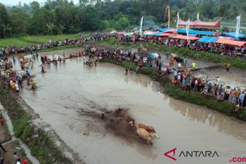 Tanah Datar siapkan empat festival meriahkan Lebaran