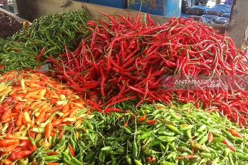 Cabai merah besar di Lampung Rp70 ribu/kg