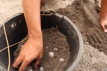 Penangkaran Penyu Pariaman tetaskan 1.932 telur dari Januari-Mei 2019 (Video)