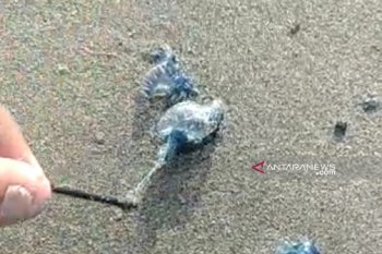 Ubur-ubur muncul di objek wisata laut Sukabumi