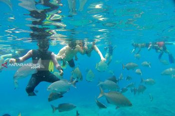 Ini lima titik "snorkeling" yang dijuluki surga ikan Raja Ampat