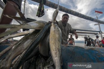 Tangkapan nelayan melimpah