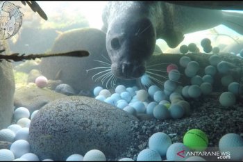 Sampah Bola Golf Menumpuk di Dasar Samudra