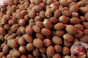 Petani Maluku Utara nikmati harga tertinggi pala