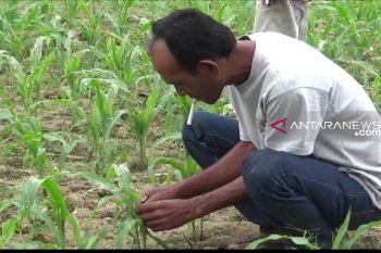 Puluhan hektare tanaman jagung petani OKU Timur diserang hama ulat