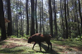 Anak bison Taman Safari Prigen