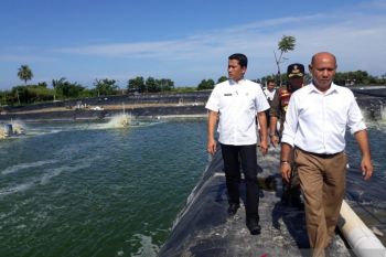 Belasan tambak udang vaname di Padang Pariaman ilegal