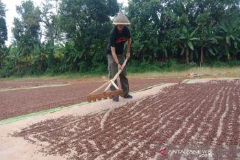Petani Sulut keluhkan harga cengkih terus menurun