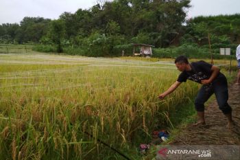 Suplai air irigasi ribuan hektare sawah di Kudus berpotensi terganggu