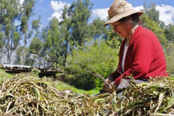 News Focus - APEC to build financial resilience to disasters