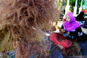 Rumput Laut Sayur