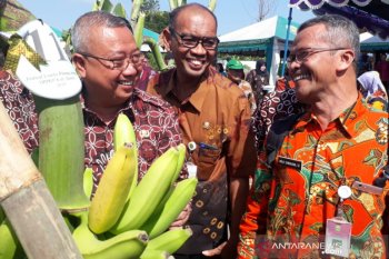 Bantul mempromosikan keragaman buah pisang
