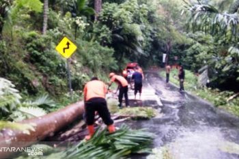 Pohon tumbang, Arus jalan Pasaman Barat-Bukittinggi sempat terganggu di Kelok 4
