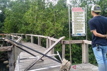 Trek mangrove Pariaman lapuk, dua wisatawan terjatuh