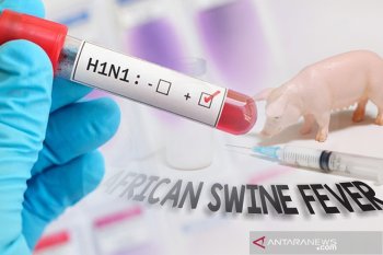 Waspada flu babi, Kementan imbau peternak babi terapkan  kebersihan