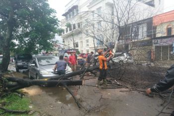 Cuaca buruk, sepuluh pohon tumbang di Padang