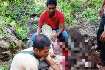 Seorang warga ditemukan tewas mengenaskan di kebun sawit