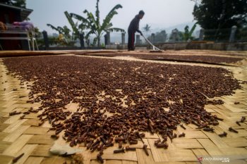 PT Djarum akan beli cengkih Sulut Rp85.000 per kilogram