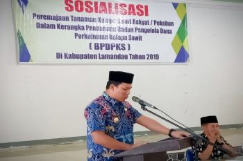 Pemkab Lamandau targetkan peremajaan 2.051 hektare sawit rakyat