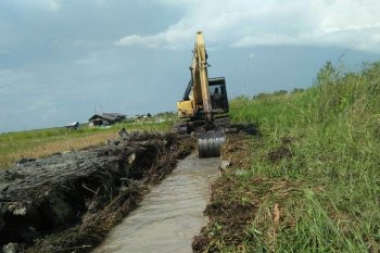 Lahan rawa mulai jadi tumpuan produksi pangan masa depan
