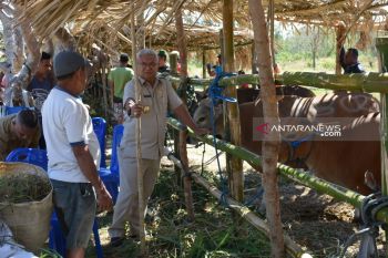 Kontes ternak dorong produktivitas sapi bibit unggul