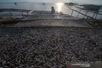 Harga ikan teri kering membaik