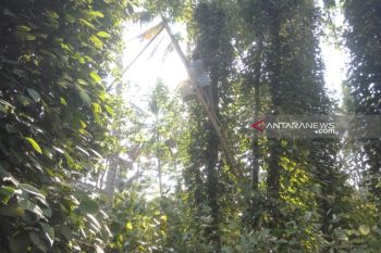 Lampung Timur Panen Lada