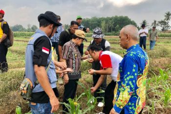 Penanganan hama ulat  harus segera dilakukan agar tidak menyebar ke tempat lainnya