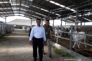 Mentan nilai ada peran broker dibalik anjloknya harga ayam potong