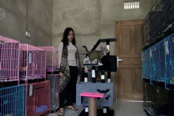 Berkah mudik lebaran, jasa penitipan kucing laris manis
