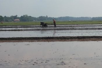 Musim tanam padi  di Lampung Timur