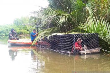 Man-eating crocodile in Aceh Jaya caught