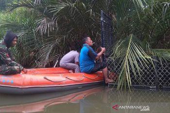 BKSDA Aceh menangkap  buaya pemangsa warga