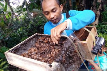 Sedut madu kelulut
